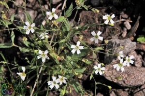 silene rupestris (4)